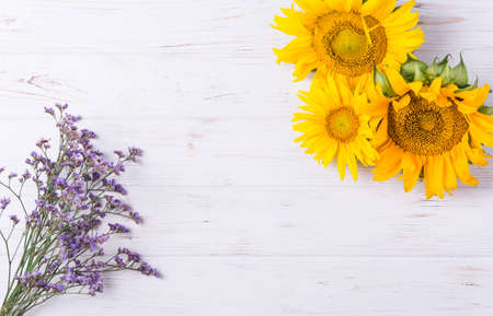 Big bright yellow sunflowers on white backgroundの写真素材