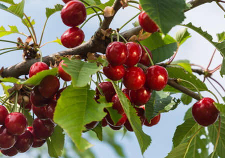 Cherry on a tree branch in the sunny garden