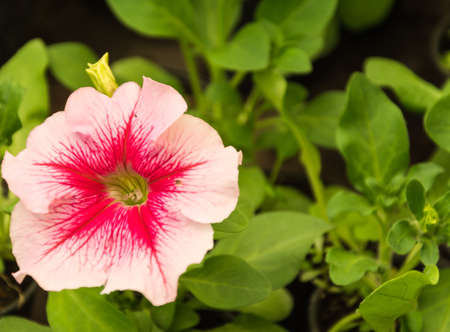 Pink flowers in the garden on grass backgroundの写真素材