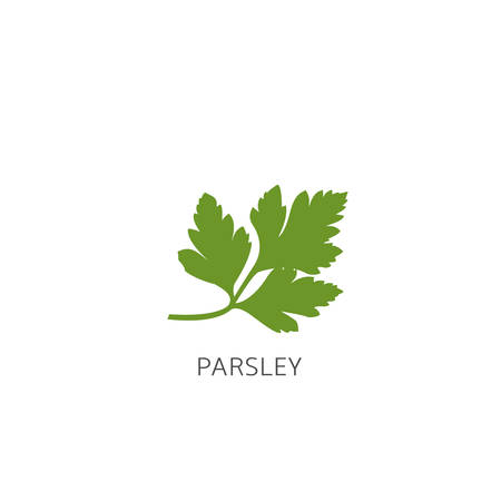 Parsley. Green healthy parsley isolated over white background Vector illustrationのイラスト素材