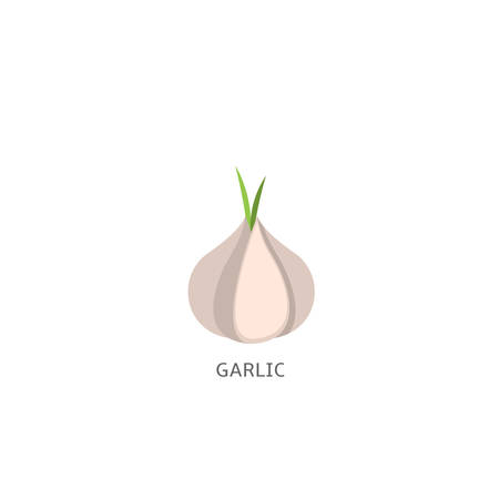 Garlic isolated over white background Vector illustrationのイラスト素材