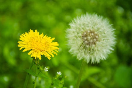 White fluffy dandelion natural green blurred spring backgroundの写真素材