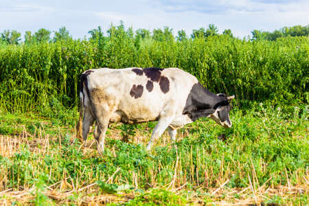 Black and white cows graze. Summer in the pasture. Close-up.