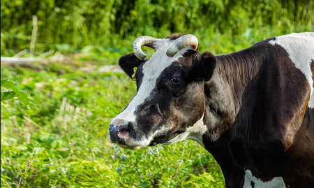 Black and white cows graze. Summer in the pasture. Close-up.