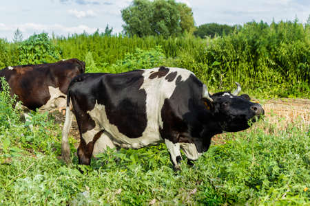 Black and white cows graze. Summer in the pasture. Close-up.