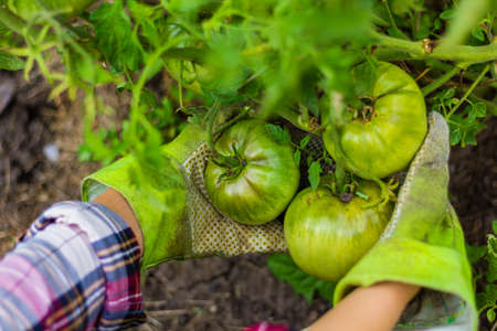 Tomatoes ripen on a branch. Close-up. Hands are holding tomatoes.の写真素材