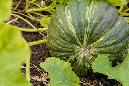 Ripe pumpkin lies on the green grass. Close-up. The background.の写真素材