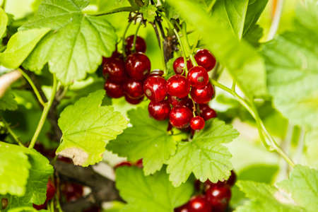ripe red currant berry, close-up