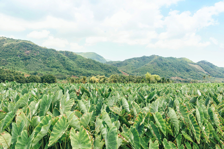 Green field, mountain and blue sky in Vietnamの写真素材