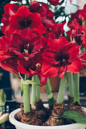 Blooming Hippeastrum Vittatum in a flower marketの写真素材