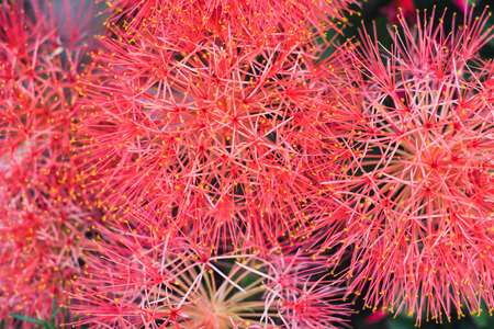 Pink powder puff lily, selective focus  Scientific Name is Haemanthus Multiflorus or Scadoxus...