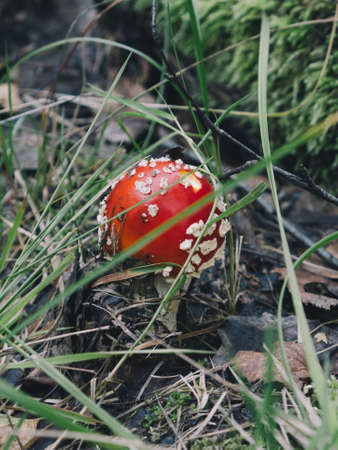 Forest red amanita mushroom growing in green moss. Autumn weather