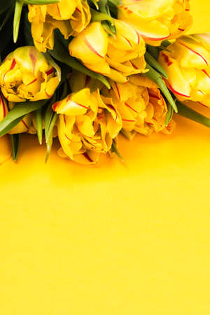 Bunch of tulips on illuminating yellow backgroundの写真素材