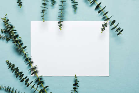 Invitation card mockup with a eucalyptus branches on blue backgroundの写真素材