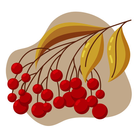 Rowan branch isolated vector element. Branch with leaves and berries. Flat and simple style.のイラスト素材