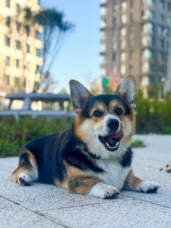 Corgi Dog Lying on Path Licking Nose in Park