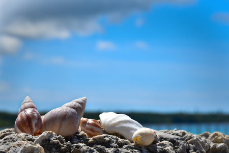 Seashells lie on the rock with the sea, sky and island background