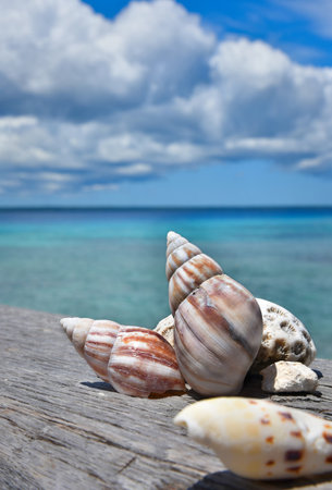 Seashells lie on the wooden pier with the sea, sky and white clouds backgroundの写真素材