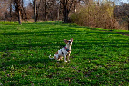 Dog breed Jack Russell Terrier in the forest on green grass in a colorful harness,sits on the grass and looks up, the sun's rays fall on his faceの写真素材