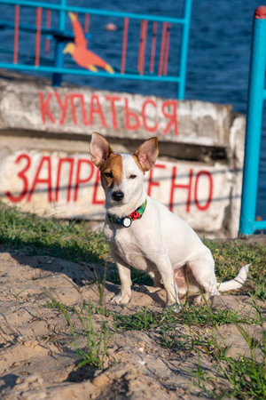 A dog of the Jack Russell Terrier breed sits on the beach against the background of water and a concrete wall with an inscription in Russian "Swimming is prohibited", looks at the cameraの写真素材