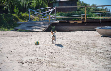 Dog Jack Russell Terrier runs, bouncing on the sand on the beach against the backdrop of the old pier, next to him his yellow-blue ballの写真素材