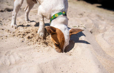 Dog Jack Russell Terrier playing on the beach in the sand with a green avocado collar, his nose in a hole he dug in the sandの写真素材