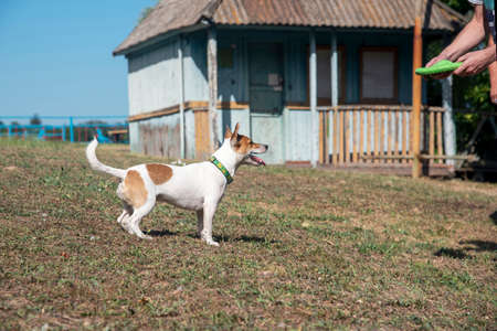 Dog breed Jack Russell Terrier and a man play with a green flying disk on an old beach on green...