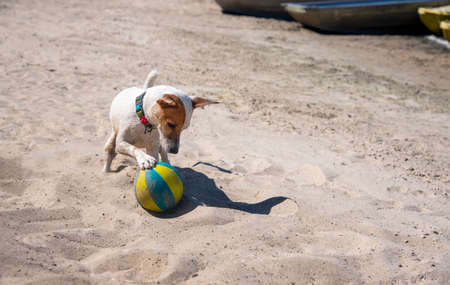Jack Russell Terrier dog playing on the beach on the sand with a big yellow-blue ball, wearing a green collar with avocado pattern, keeps one paw on the ball,old boats backgroundの写真素材
