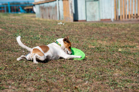 Jack Russell Terrier dog lies on the beach on the green grass playing with a green flying disk in a collar with avocado printの写真素材