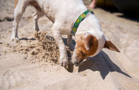 Dog Jack Russell Terrier playing on the beach in the sand with a green avocado collar, he digs a hole in the sand with one pawの写真素材