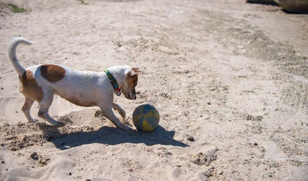 Jack Russell Terrier dog playing on the beach on the sand with a big yellow-blue ball, wearing a green collar with avocado pattern, trying to catch the ball with his front pawsの写真素材