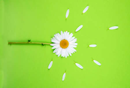 One chamomile flower along with the stem lies horizontally on a colored green background. Around the head of the chamomile lie white petals in a circle.の写真素材