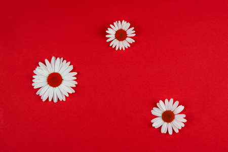 Three chamomile flowers of different sizes lie in different places on a red background.