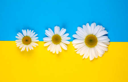 Three chamomile flowers of different sizes lie on a colored yellow-blue background in the center on a yellow and blue border .Color border is horizontalの写真素材