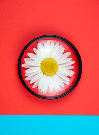 One chamomile flower lies under a magnifying lens on a colored red-blue background