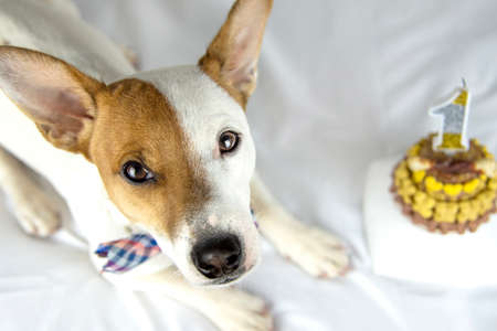 Top view of dog breed Jack Russell Terrier lies on a white background in a bow tie next to birthday...