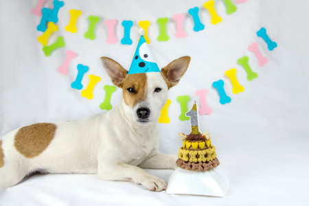 Top view of dog breed Jack Russell Terrier lies on a white background in a blue birthday cap looks next to a birthday cake decorated with bones and hearts and candles,looks upの写真素材