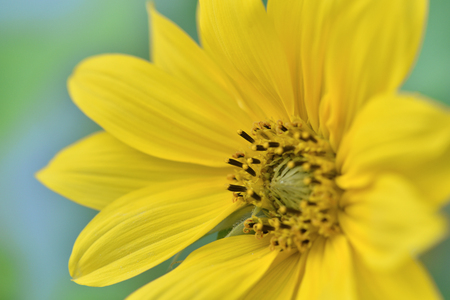 closeup on small Sunflower in full bloomの写真素材
