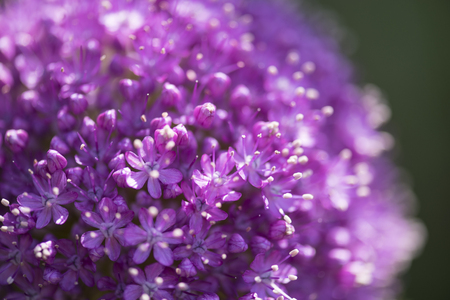closeup on blooming purple Allium flower - plenty of little flowersの写真素材