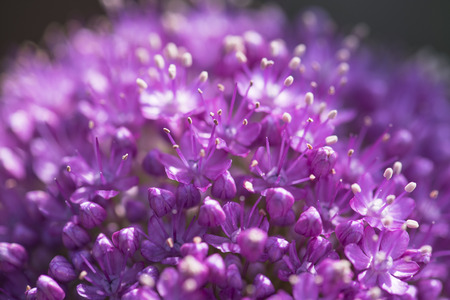 closeup on blooming purple Allium flower - plenty of little flowersの写真素材