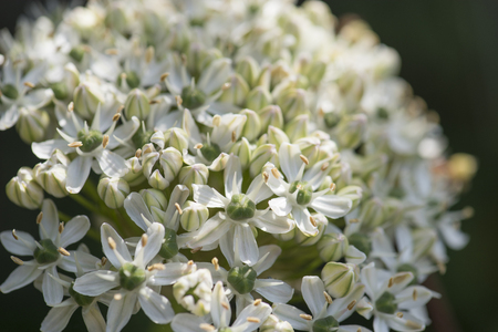 closeup on blooming white Allium flower - plenty of little flowersの写真素材