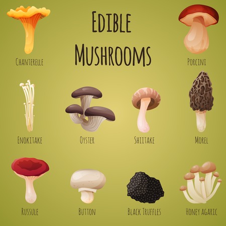 Edible mushroom 10 items set. Vector Illustrationのイラスト素材