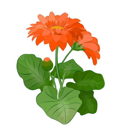 orange gerbera flowerのイラスト素材