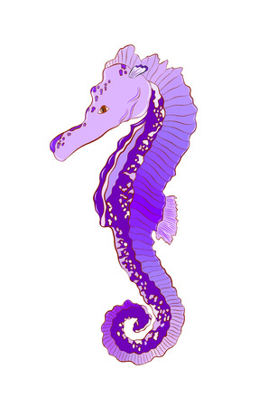 beautiful purple seahorseのイラスト素材