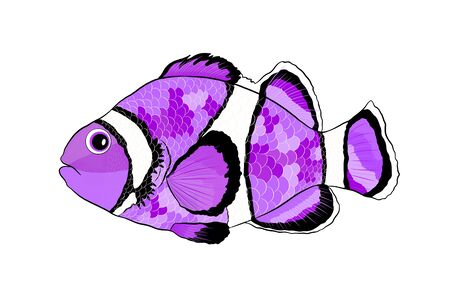 funny purple clown fish babyのイラスト素材