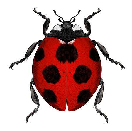 ladybug vector red with black spots realisticのイラスト素材
