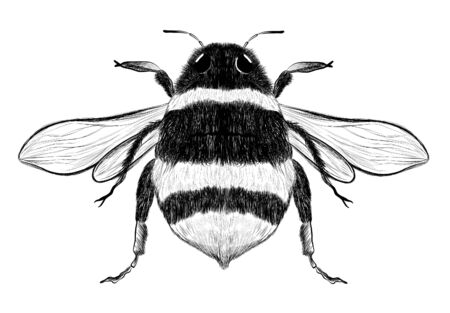 bumblebee bee sketch black and whiteのイラスト素材