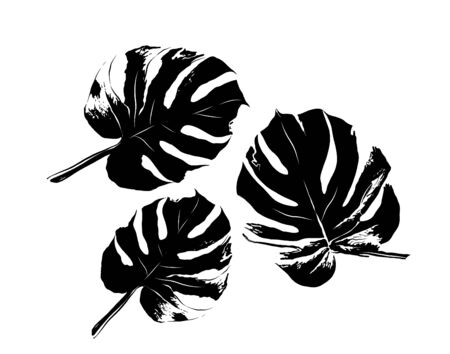 palm leaves set black and whiteのイラスト素材