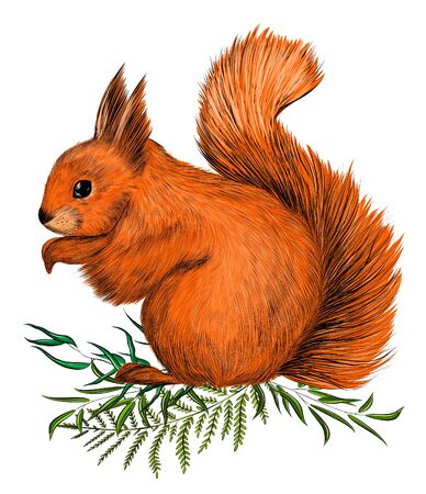 orange squirrel sitting on green grassのイラスト素材