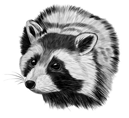 raccoon small animal cute fluffy realisticのイラスト素材